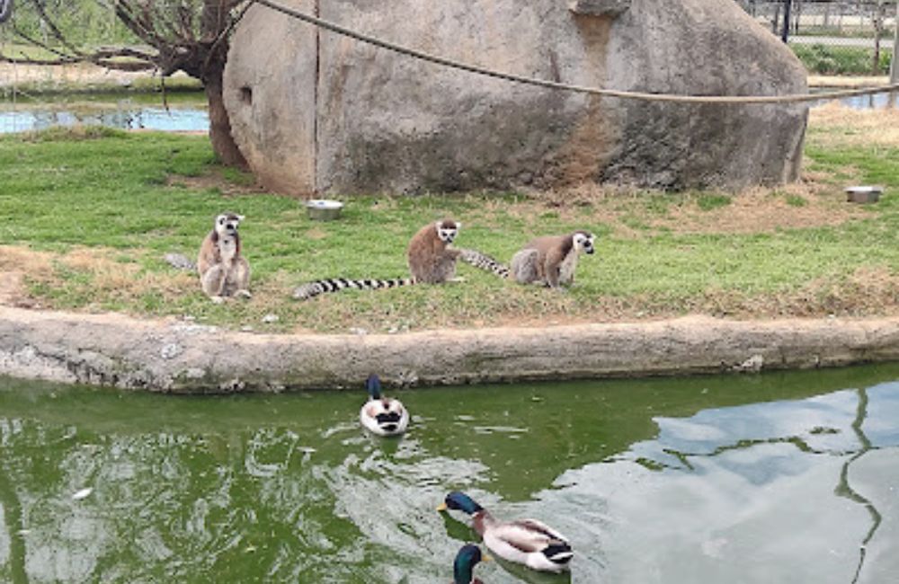 Zootastic Park